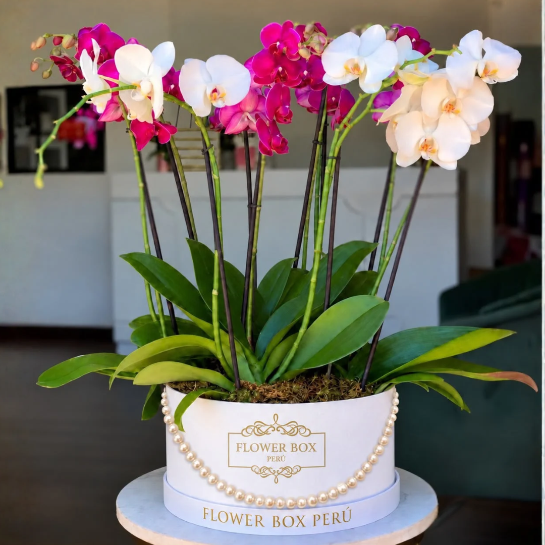 Hat Box Orquídeas