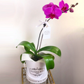 Orquídea Flower Box “Acacia”