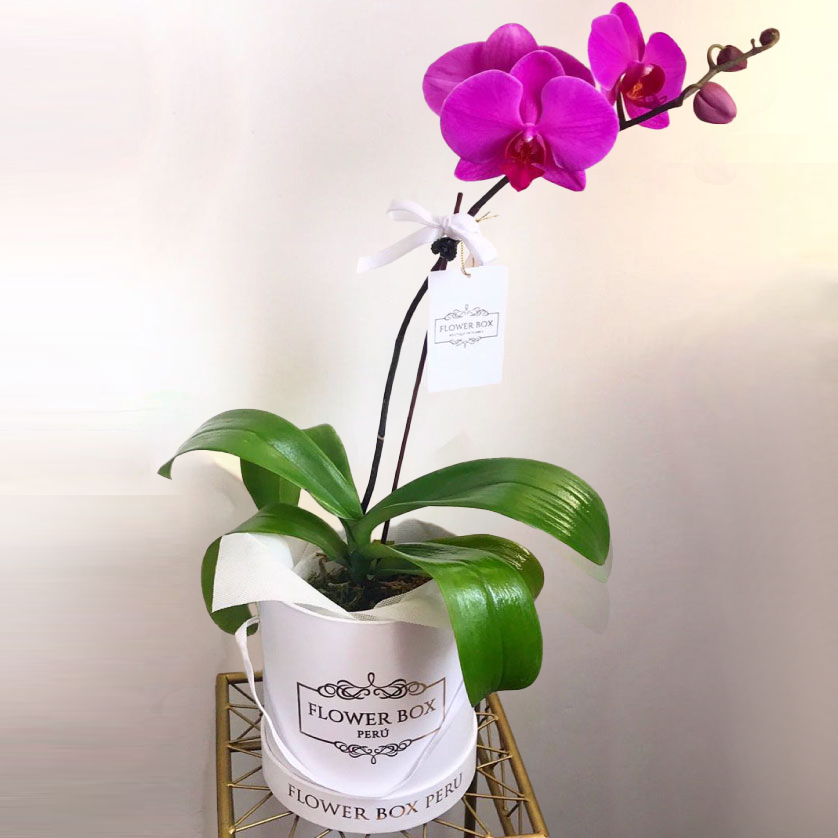Orquídea Flower Box “Acacia”