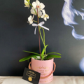 Orquídea Flower Box “Angélica”
