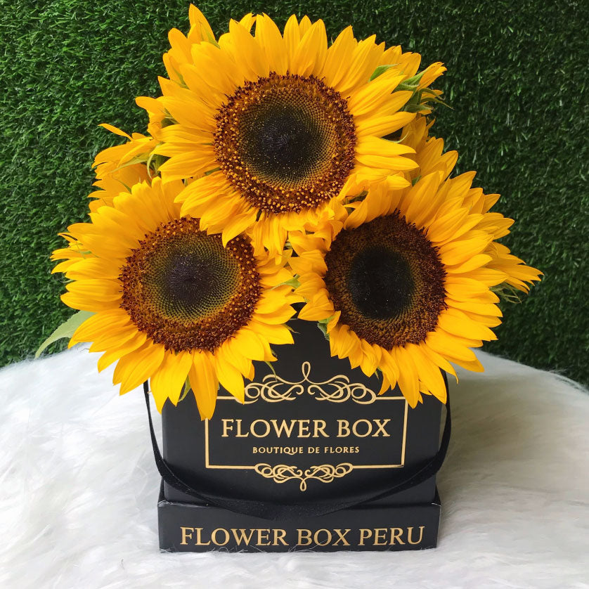 Square Box Girasoles