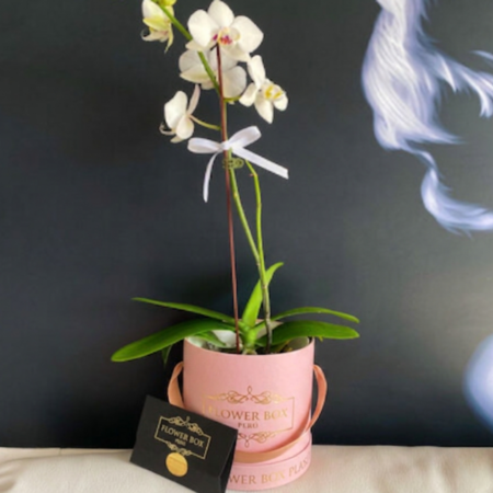 Orquídea Flower Box “Angélica”